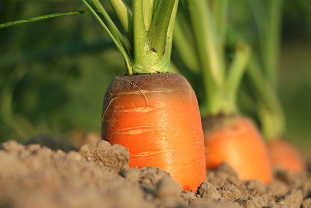 Les bienfaits étonnants du macérât huileux de carotte pour le visage
