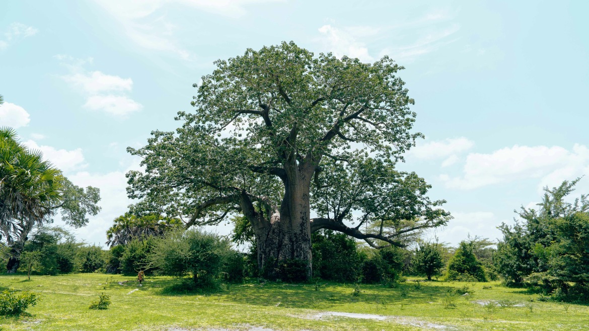 Découvrez les Bienfaits de l'Huile Végétale de Baobab pour une Chevelure Éclatante