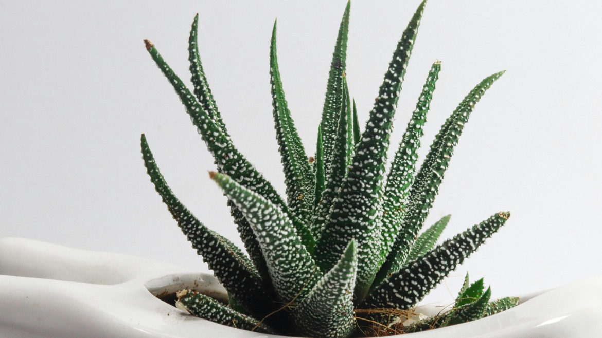 Découvrez les bienfaits du Gel d'Aloe Vera pour une Chevelure Éblouissante